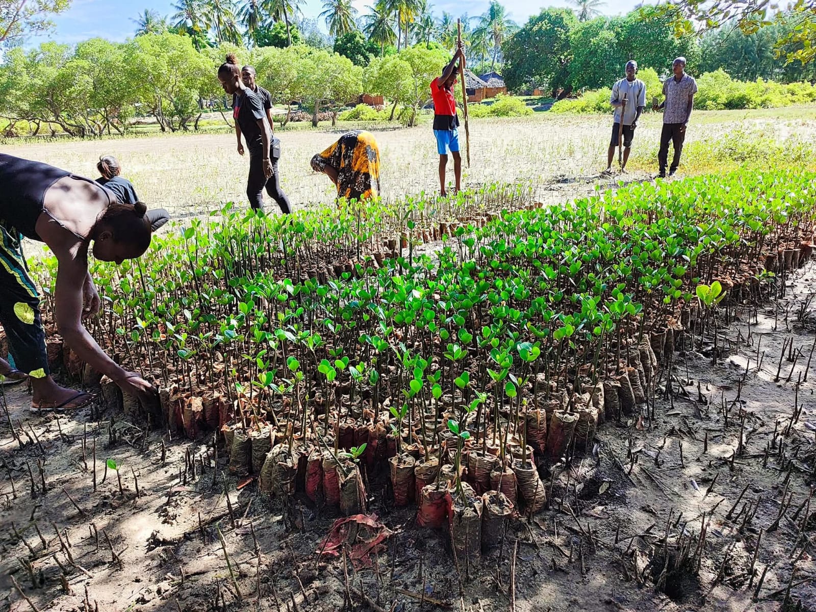 MANGROVE RESTORATION AND ECOSYSTEM CONSERVATION.